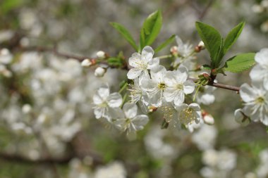 Çiçekli Kiraz Ağacı