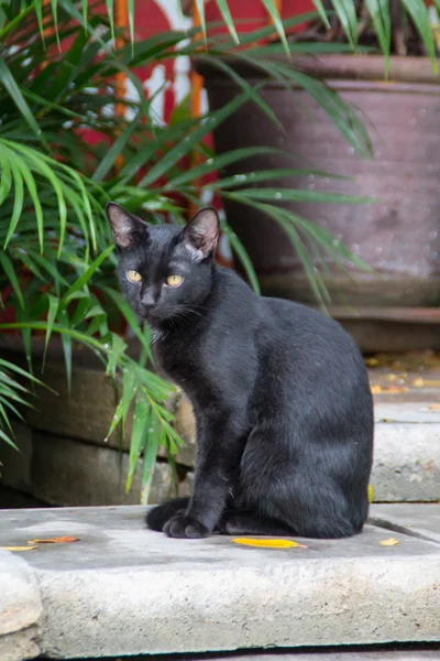 Triste gatto nero — Foto Stock