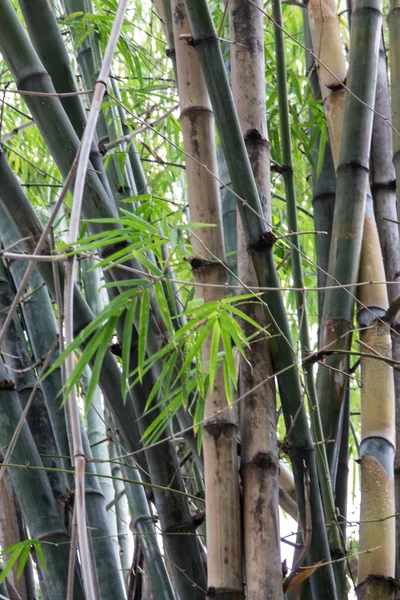 bambu yaprakları ile