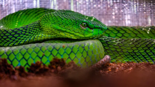 Grüne Grubenviper — Stockfoto