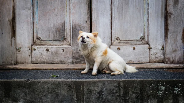 Pomeranian dog sitting in front of a wood door — Stock Photo, Image