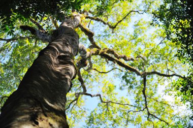 Adl-si olmak büyük ağaçlar ormandaki yapraklar