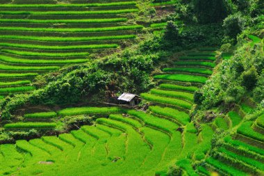 Güzel pirinç terasları Sapa, Vietnam