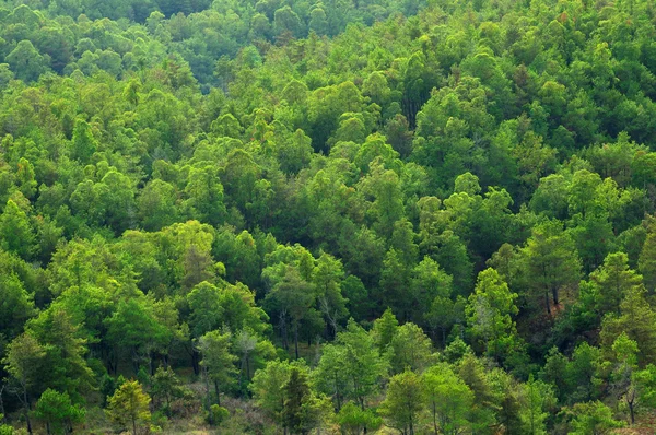 Green forest texture background with light — Stock Photo, Image