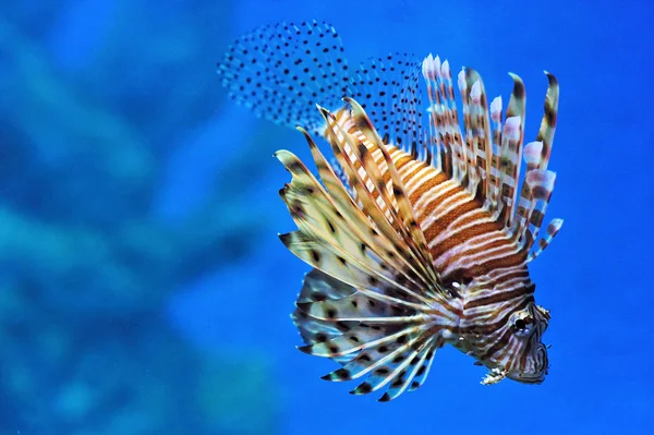 Lionfish in an aquarium — Stock Photo, Image