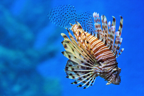 Lionfish in an aquarium