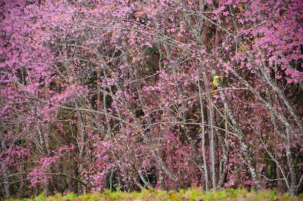 Flores de cerezo, Tailandia sakura en ChiangMai, Tailandia — Foto de Stock