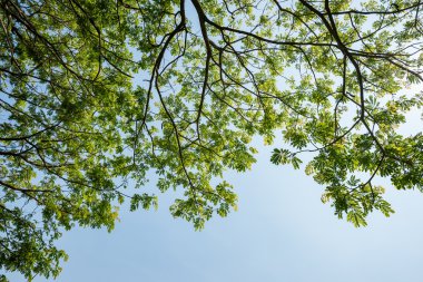 yeşil yapraklar arkaplan