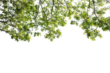 Beyaz arkaplanda yeşil yaprak