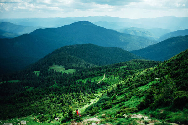 Green forest in the mountains