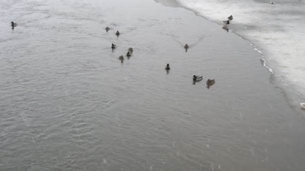Сніг падає над річкою в міському парку, де качки плавають у похмурий зимовий день. Погана погода. Зимовий міський пейзаж. Вид зверху. 4-кілометровий . — стокове відео