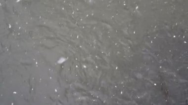Kasvetli bir kış gününde fırtınalı bir nehrin yüzeyine büyük kar taneleri düşer. Kötü hava. Kış manzarası. Yukarıdan manzara. 4K