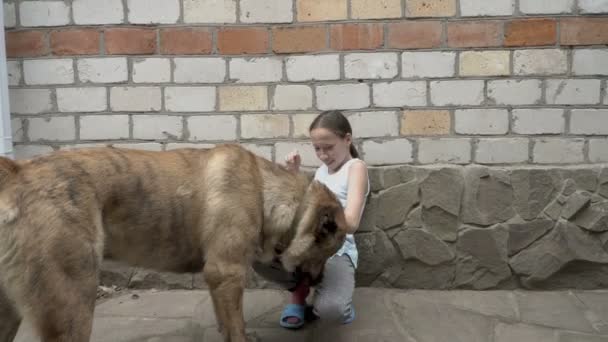 Petite fille riante jouant avec un gros chien dans la cour un jour d'été. Elle rit et embrasse le chien. Gros plan. 4K — Video