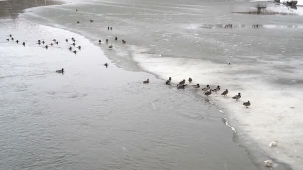 Les canards nagent et sortent sur la glace sur la rivière dans le parc de la ville, sur lequel il neige. Le mauvais temps. Paysage urbain hivernal. La vue du haut. 4K — Video