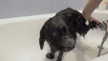 Bir kadın onu yıkayıp duştan su dökerken siyah, ıslak bir köpek beyaz bir küvette duruyor. Yakın plan. 4K