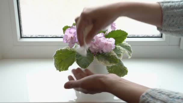 Una mujer cuida de una hermosa flor casera, una violeta floreciente y limpia sus hojas del polvo. Concepto. Primer plano. 4K — Vídeos de Stock