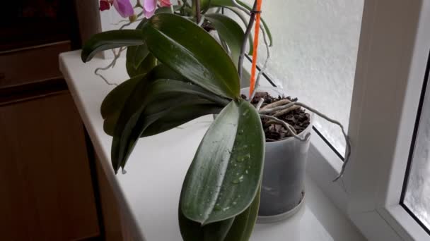 Una mujer limpia las gotas de agua de las grandes hojas verdes de una planta de interior de pie en el alféizar de la ventana en la habitación. El concepto de cuidar las flores del hogar. Primer plano. Sin rostro. 4K — Vídeos de Stock