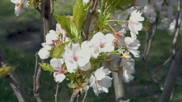 Närbild av en gren av ett blommande träd som svajar i vinden en ljus solig dag på våren. 4K. — Stockvideo