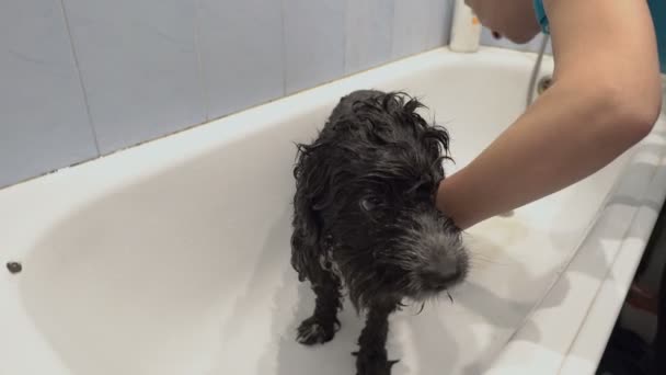 Una donna bagna un animale domestico - un cane nero, in un bagno domestico bianco. E il cane bagnato guarda tristemente la donna. Concetto. 4K. — Video Stock