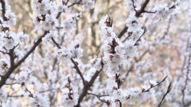 Gros plan d'une belle branche de pêcher en fleurs avec des fleurs blanches par une belle journée de printemps ensoleillée. Dans le fond flou est un jardin avec des arbres à fleurs blanches. Le concept de printemps. 4K — Video