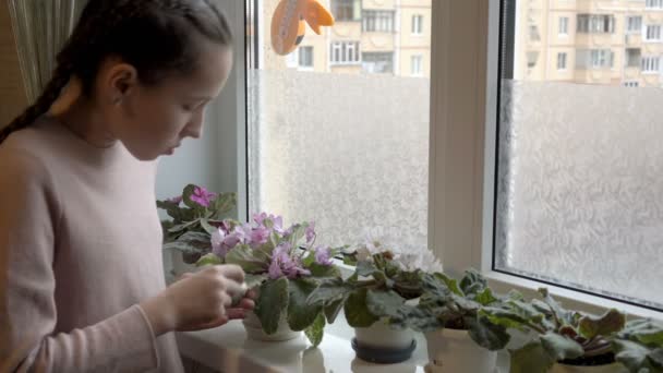 Una joven, una adolescente, limpia el polvo de las hojas verdes de las plantas de interior florecientes de pie en el alféizar de la ventana de una habitación en un día soleado. Concepto. Primer plano. 4K — Vídeos de Stock