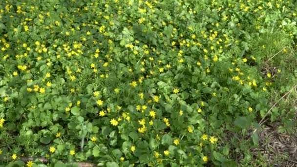 Na zelené trávě roste mnoho malých žlutých květin. Horní pohled na trávník se zelenou trávou a žlutými květy za slunečného dne. Detailní záběr. 4K — Stock video