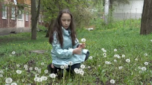 Uma linda adolescente coleta dentes de leão macios brancos, sentada com seu longo cabelo solto na grama no quintal da casa em uma jaqueta azul em um dia de primavera. Conceito. Retrato de moda. 4k. — Vídeo de Stock