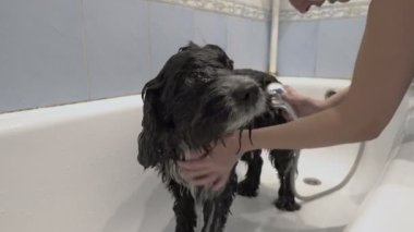 Bir kadın yaşlı siyah bir köpeği banyoda yıkıyor. Akan suyun altında üzgün yaşlı bir köpek. Yakın plan. Yatay görüş. Kavram. 4K