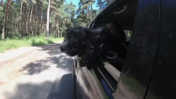 Close-up da cabeça de um cão preto de cabelos grisalhos que se inclina para fora da janela de um carro de condução e olha para a estrada em um dia ensolarado brilhante, sentado no colo de uma jovem. Conceito de viagem familiar — Vídeo de Stock
