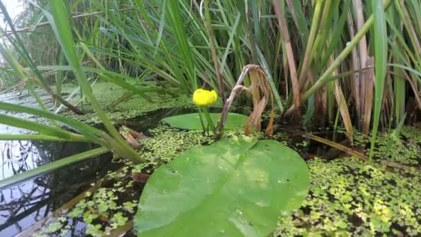 Una bella vista di una ninfee gialla su cui si siede una libellula in una luminosa giornata estiva sullo sfondo di boscaglie di canne e carice. Le piante ondeggiano sulle onde. Panorama fluviale. — Video Stock