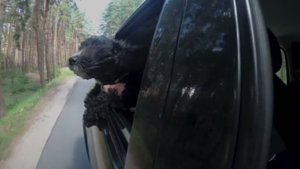 De cerca, un hocico de perros negros se asoma por la ventana de un coche que conduce en el bosque y mira a su alrededor en un día soleado. Sus largas orejas y pieles revolotean en el viento. Feliz concepto de viaje. 4K — Vídeos de Stock