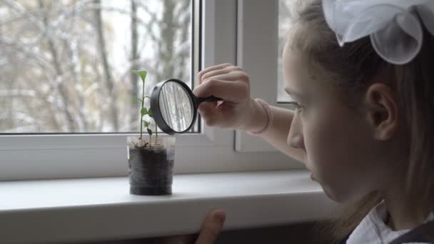 Маленькая девочка-школьница смотрит через увеличительное стекло на маленький зеленый росток, который стоит в пластиковой чашке на подоконнике в солнечный весенний день. Крупный план. 4K — стоковое видео