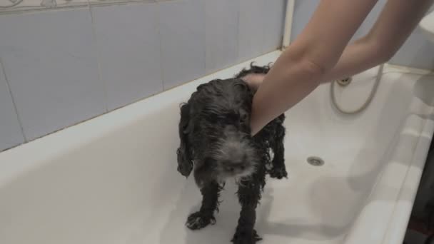 Uma mulher lava um cão rafeiro preto num banho branco. Ela o ensaboa com xampu e depois lava a espuma com água do chuveiro. O conceito de protecção dos animais domésticos. Close-up. 4K — Vídeo de Stock