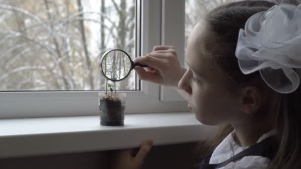 A child, a schoolgirl, studies a small green sprout through a magnifying glass. A flower stands in a plastic pot on a white window in a school classroom on a sunny spring day. Close-up. 4K — Stock Video