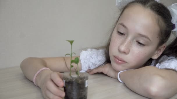 Симпатична маленька дівчинка з білими бантами захоплюється маленькою зеленою паросткою, яка росте в прозорому пластиковому горщику на столі в її будинку. Крупним планом. Портрет. 4-кілометровий — стокове відео