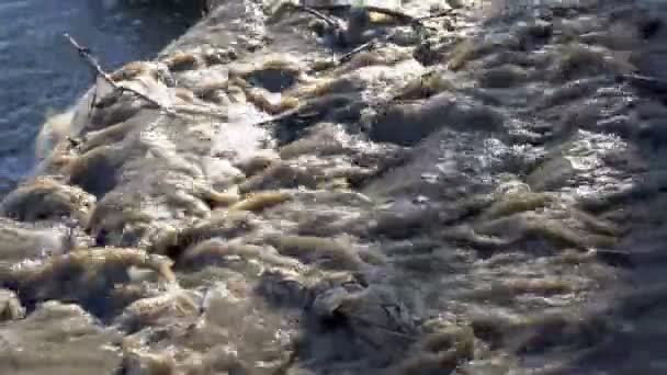 瓦礫、枝、プラスチックが川に流れ込む汚い、茶色の水の流れ。環境汚染の概念。接近中だ。4K — ストック動画