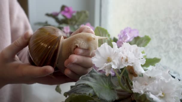 Un niño, una niña pequeña, sostiene un gran caracol en sus manos y lo lleva a las hojas verdes de una planta de interior floreciente de pie en la ventana de la habitación. Primer plano. Sin rostro. 4K — Vídeos de Stock