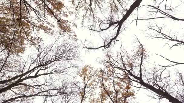 Żółte liście spadają z żółtych wierzchołków drzew, które kołyszą się na wietrze na ponure niebo w jesienny dzień. Widok dolny korony drzew. Koncepcja. Kojący krajobraz. 4K — Wideo stockowe