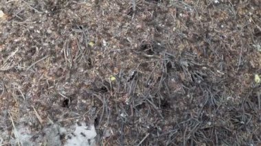 Ormanda bir karınca yuvası. Birçok kırmızı karınca, güneşli bir yaz gününde karınca yuvalarında sürünerek dolaşır. Yakın plan. Üst Manzara. 4K.