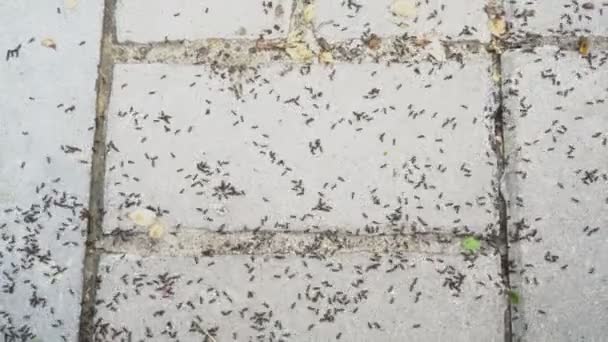 Invasão de formigas negras. Formigas correm caoticamente ao longo do caminho do jardim pavimentado em pedra e rastejam em várias fendas e tocas em um dia ensolarado brilhante. Migração. Close-up. Vista superior. 4K. — Vídeo de Stock