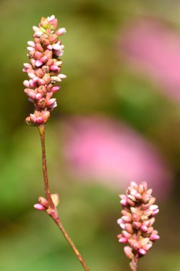 Redshank (Polygonum persicaria)