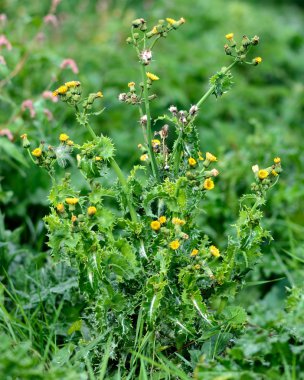 Dikenli ekmek-thistle (Sonchus asper)