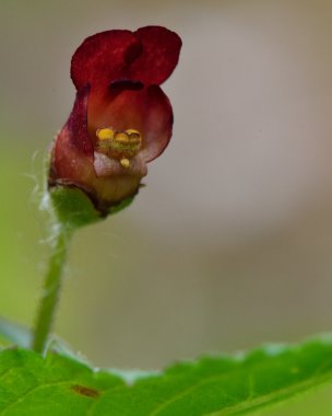 Ortak figwort (Scrophularia nodosa)
