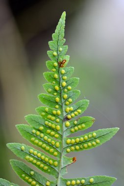 Sporlar alt üzerinde gösterilen polypody (Polypodium vulgare)