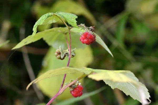 Framboise (Rubus idaeus ) — Photo