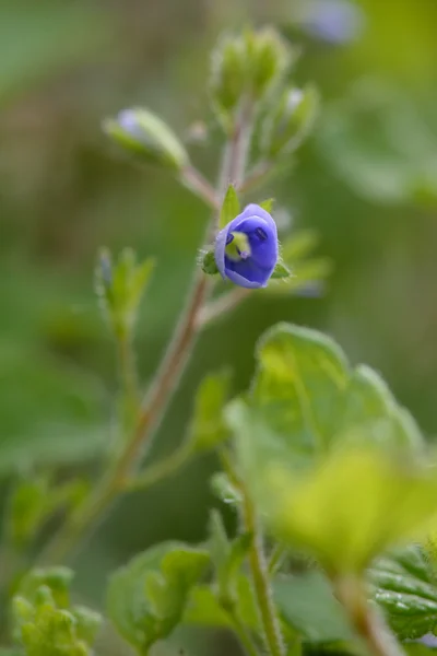 Деревина speedwell (Вероніка Монтана) — стокове фото