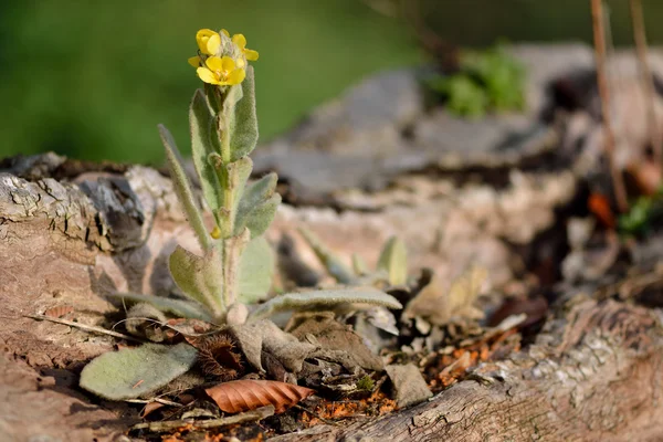 Gran muleína (Verbascum thapsus ) — Foto de Stock