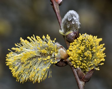 Gri söğüt (Salix cinerea) erkek kedicikler