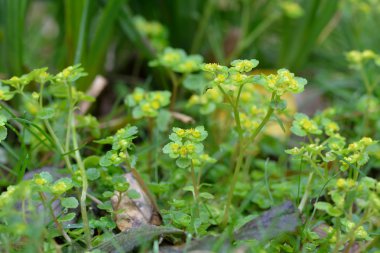 Altın saxifrage (Chrysosplenium oppositifolium tam tersi yapraklı)