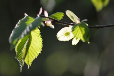 Wych elm (Ulmus glabra)